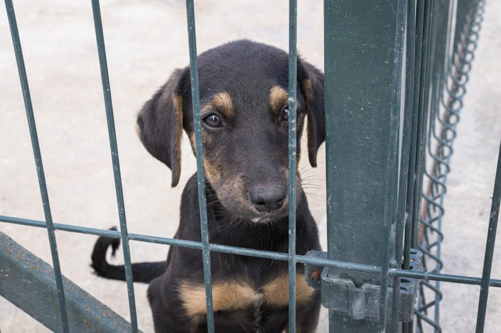 cute dog fence waiting be adopted