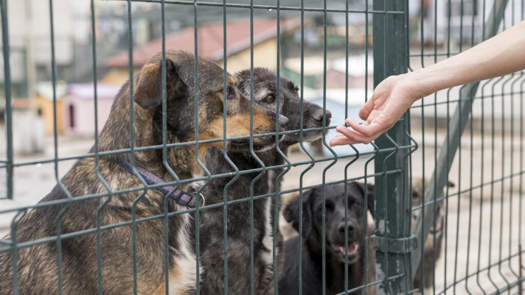 person reaching dogs through fence shelter