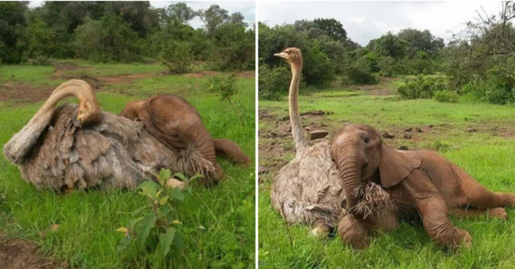 baby elephants cover