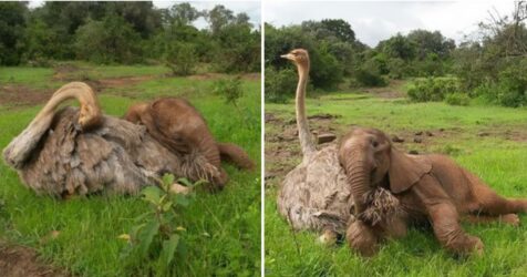 After orphaned baby elephants lose their mothers, an ostrich cuddles them to make them feel less alone