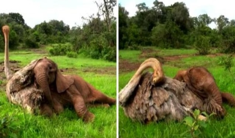 baby elephants1