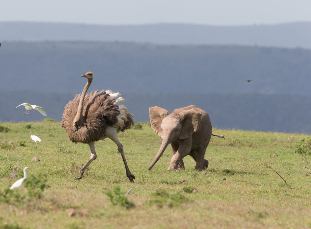 cute elephant calf gives chase to ostrich