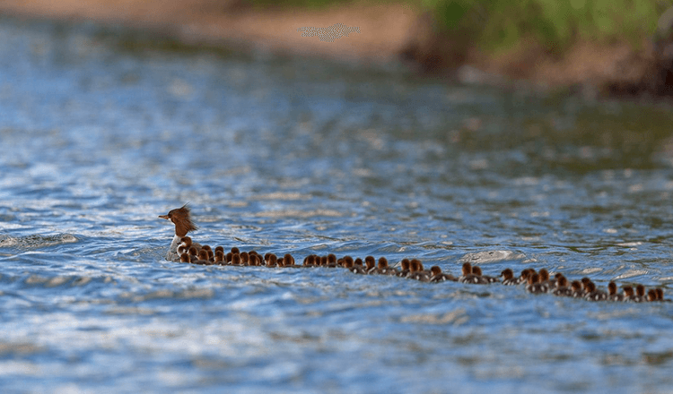 duck mom1