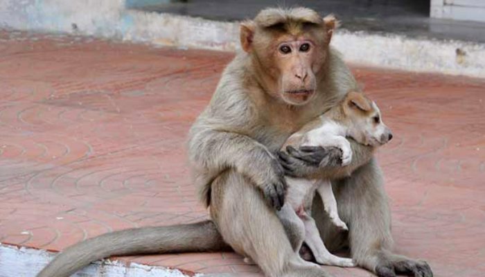 monkey and dog1