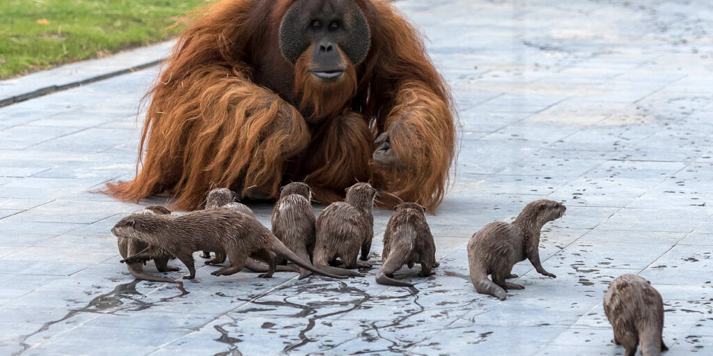 orangutans and otters1