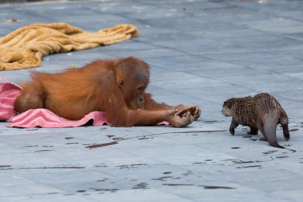 orangutans and otters2