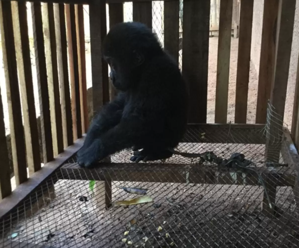 baby gorilla1