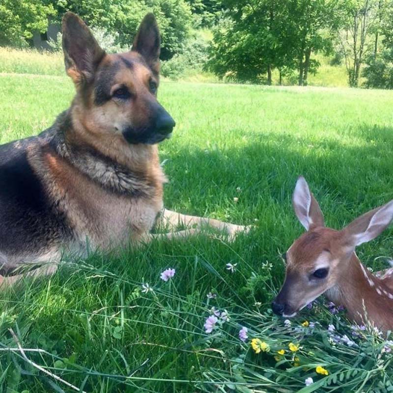 deer and dog2