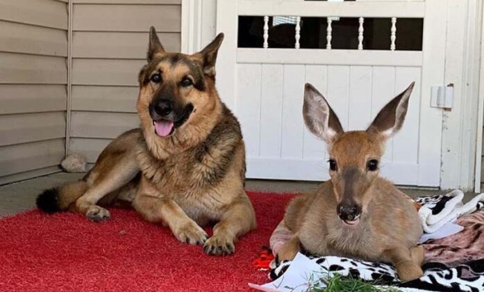 deer and dog4