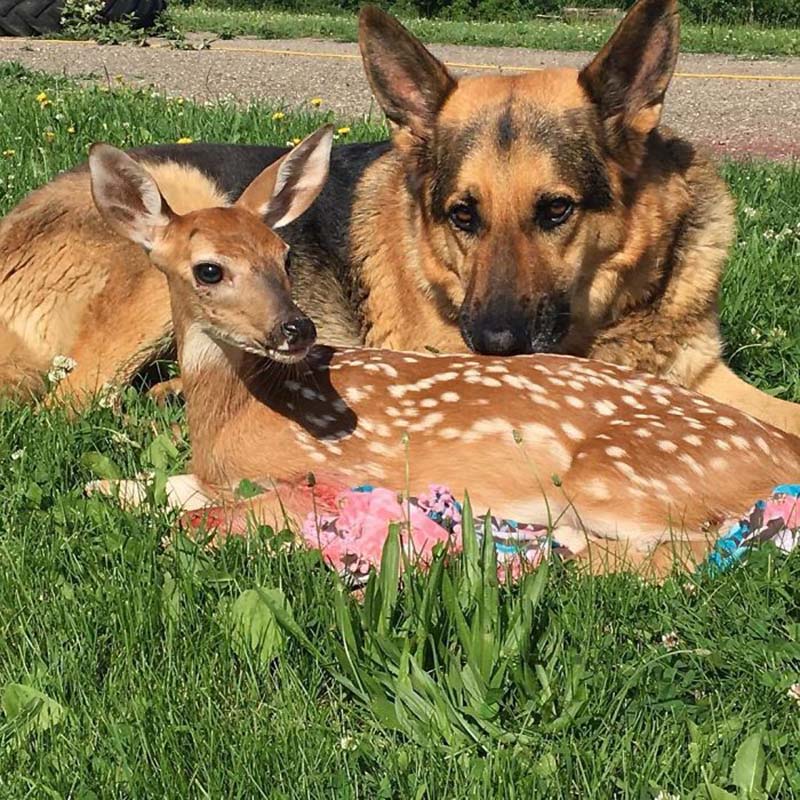 deer and dog5