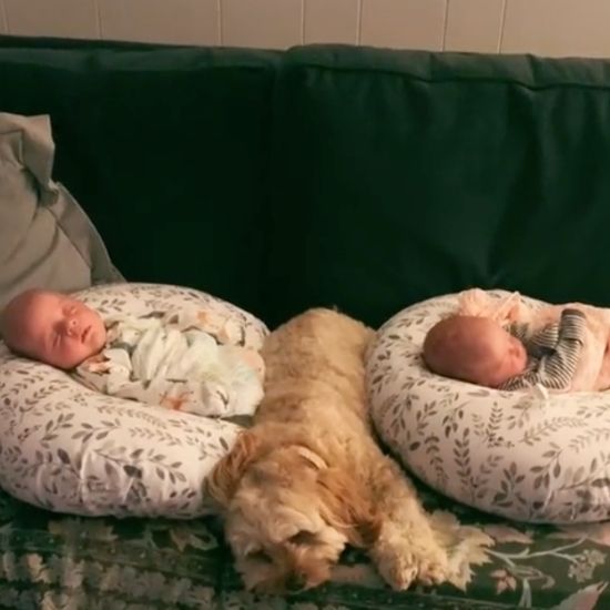dog and triplets2