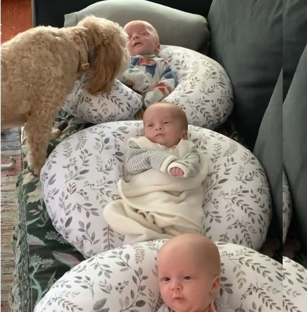 dog and triplets3