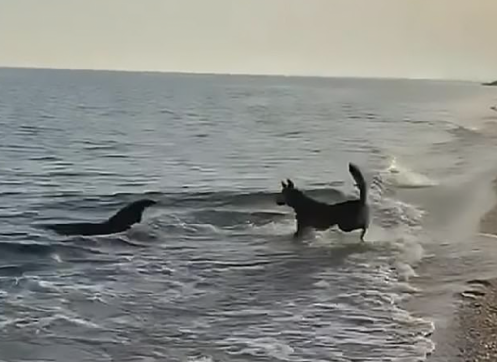 dog and dolphin3