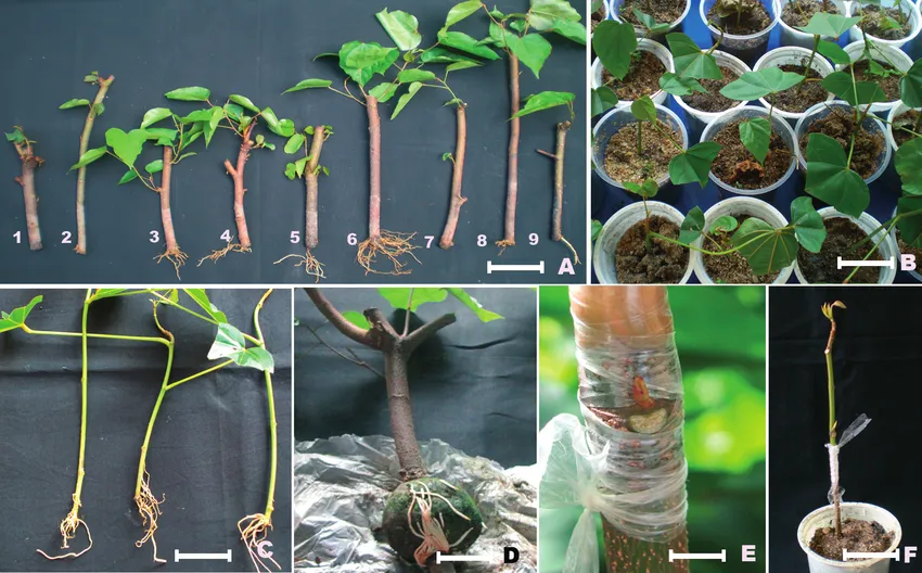 how to propagate roses from cuttings